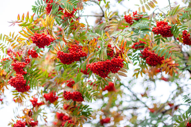 마가목 열매 효능