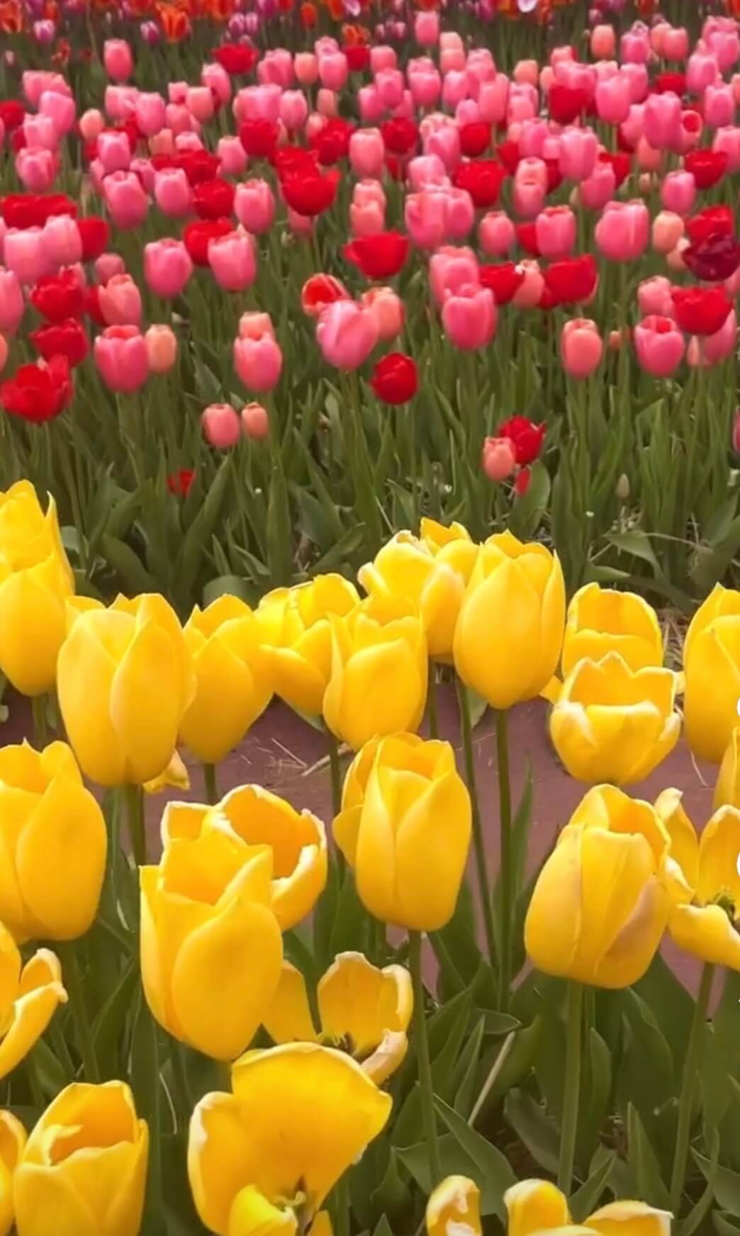 태안 세계튤립박람회 소식 관련사진