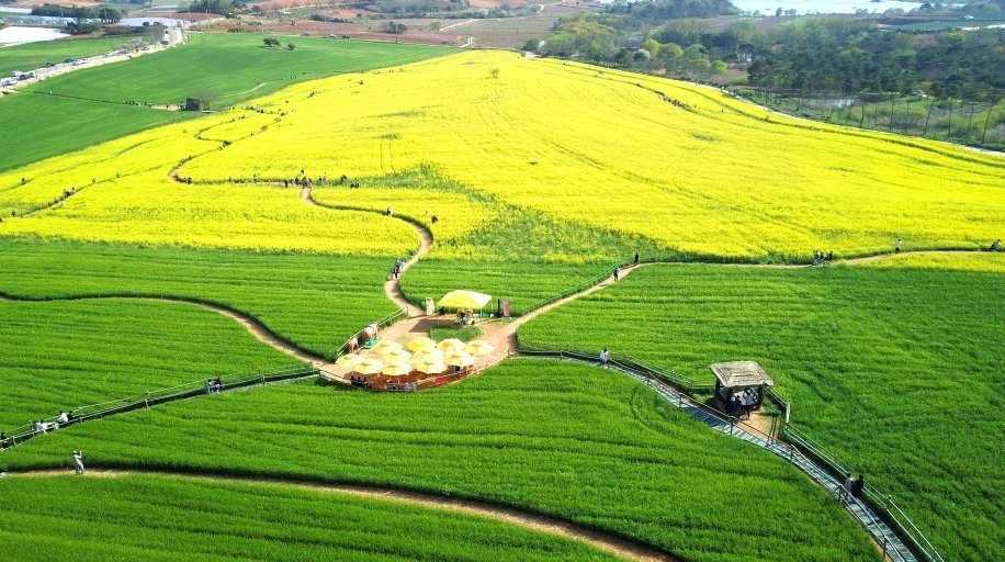 2026 고창 청보리밭 축제 기간 프로그램 주차장 당일치기 투어