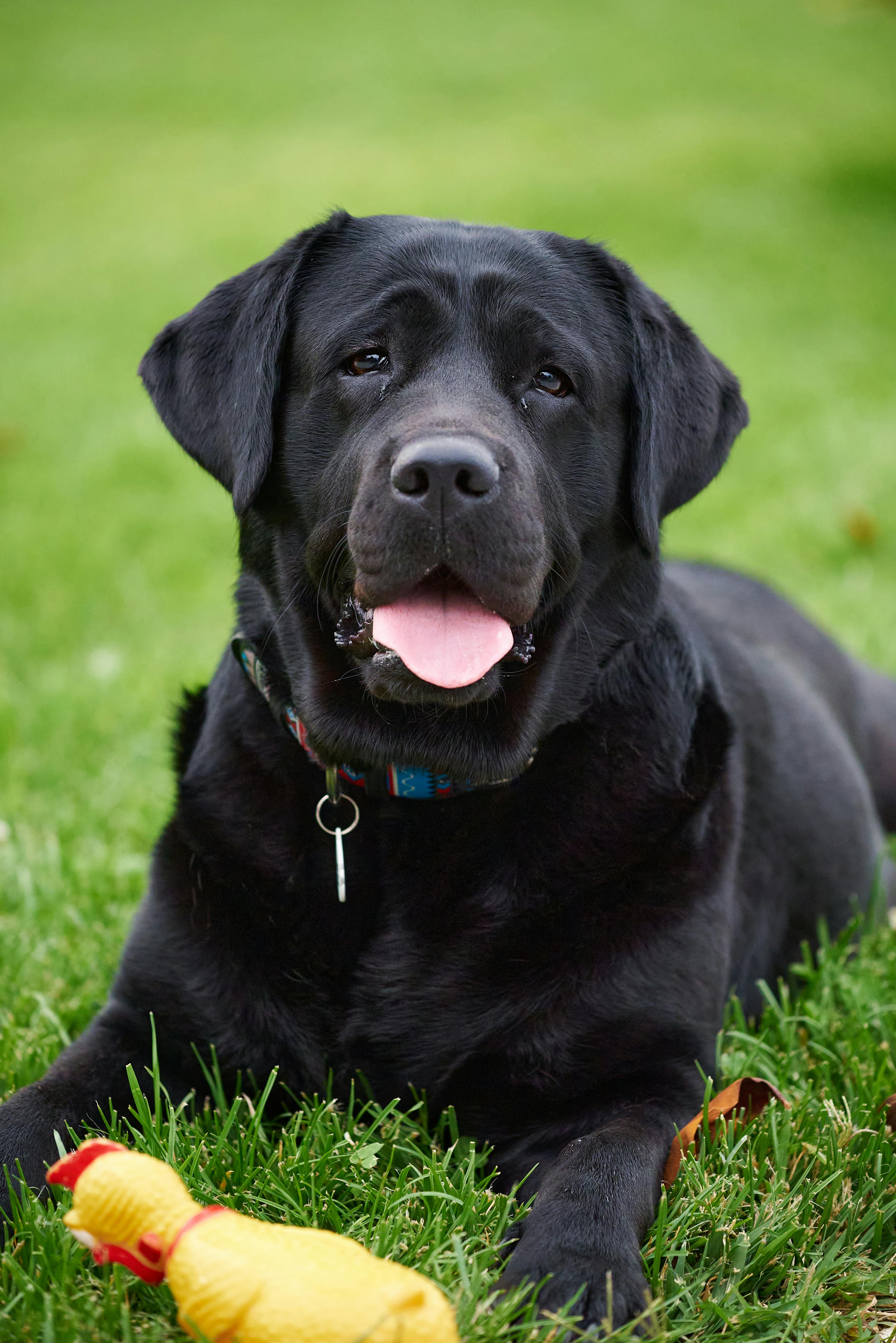 스트레스받아 우는듯한 강아지사진