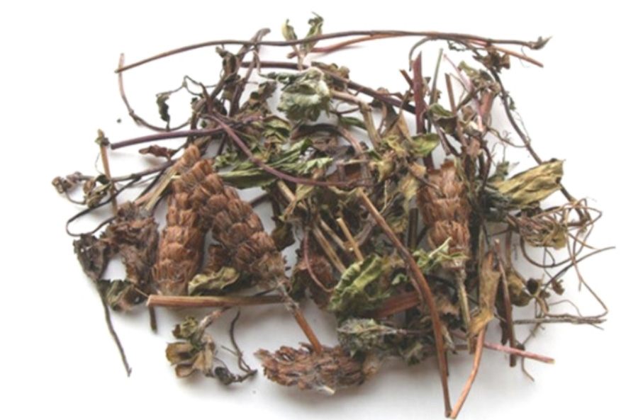 야생에서 채취를 한 하고초 풀의 줄기와 꽃을 잘 세척한 후에 바싹 말린 것을 하얀 바닥 위에 놓아두고 찍은 사진