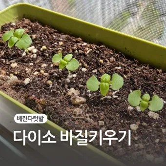 바질 키우기 물주기 수확시기 가지치기 향 유지 실내 허브 가이드_7