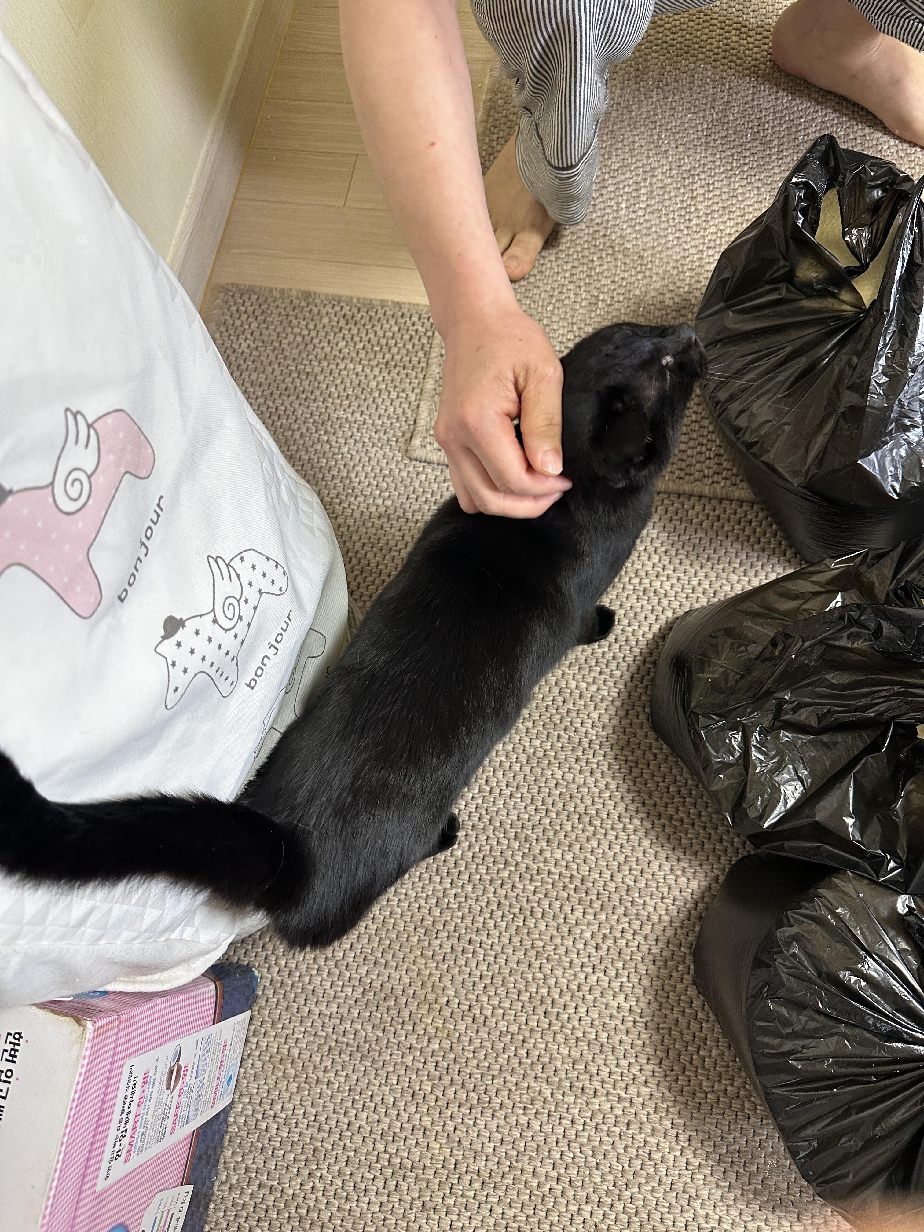 5월의 고양이들 화장실 모래 전체 갈이 (feat. 건이, 루디, 루나)