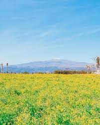 3월 국내 축제 일정