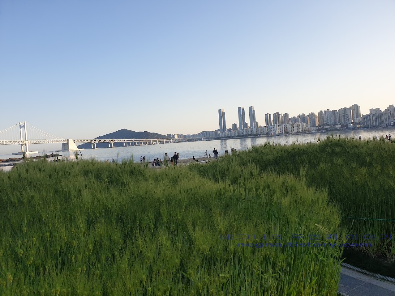 청보리밭과 광안대교.