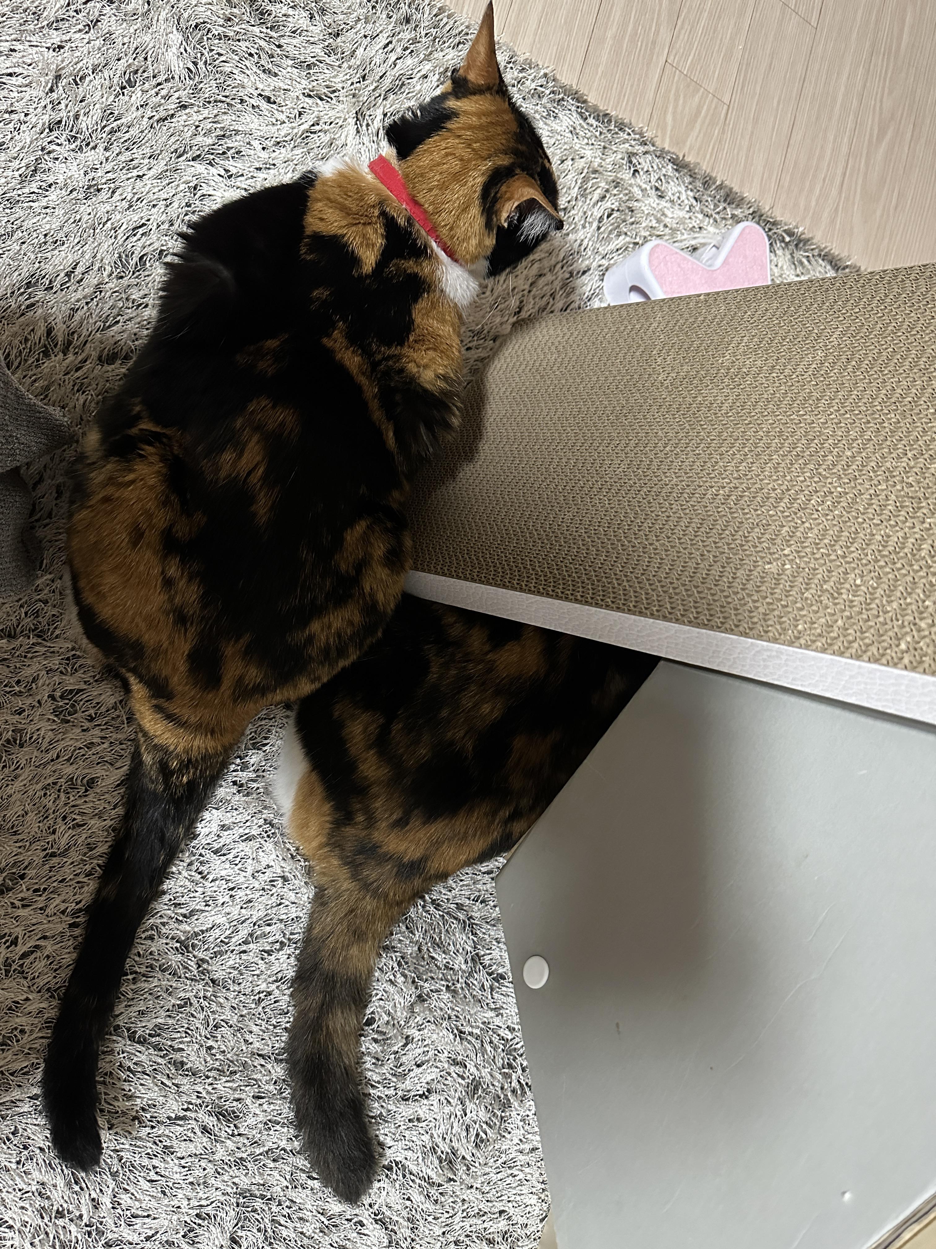 삼색이_고양이_다다도_옆에_와서_자리잡았다