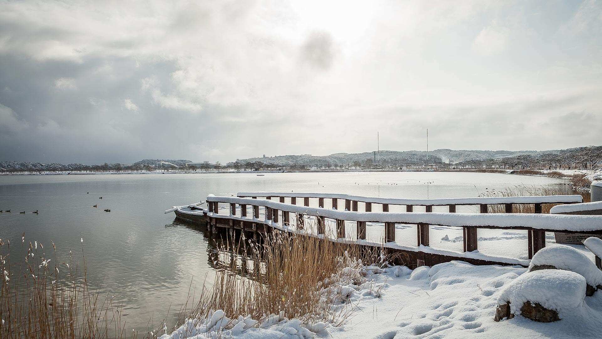 강릉 사근진 해변 유채꽃밭