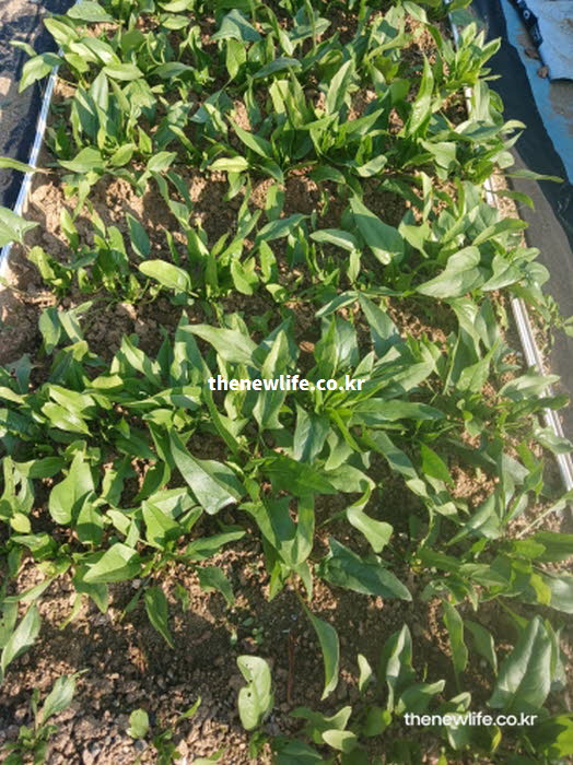 시금치 효능의 제철 시기와 성질을 보여주는 실사진