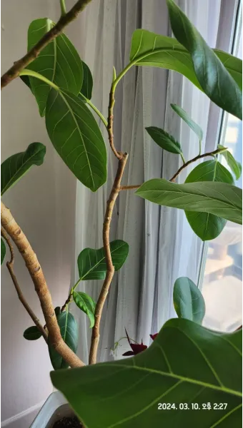 가지치기 요령 도구소독 새순유도 수형잡기 건강하게 키우기_11