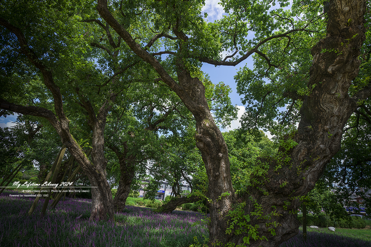 성주 성밖숲 맥문동 여름 나무