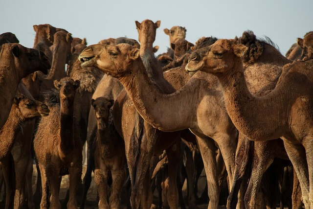 낙타가 등에 지방을 저장하는 이유, 사막 생존의 과학