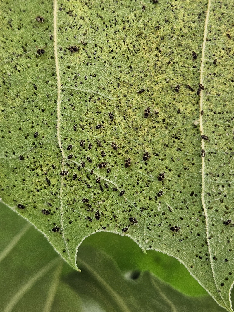 버즘나무방패벌레 피해1