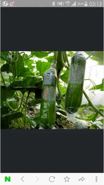 애호박 재배 꽃 관리 수분 받기 토양 배수 개선_2