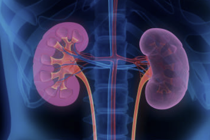 신장에 좋은 음식 7가지 조리법 나쁜 음식 등 총정리(최신)