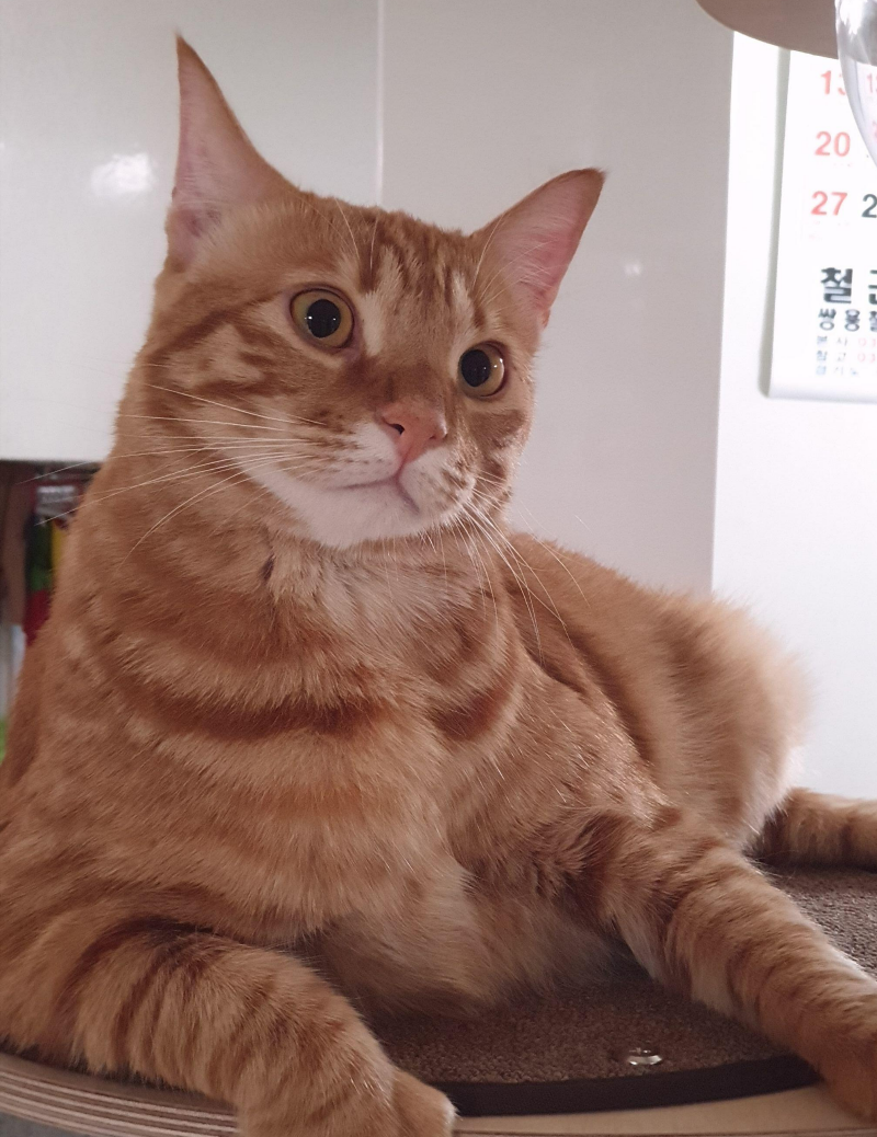 고양이 나이 사람나이로 몇 살?