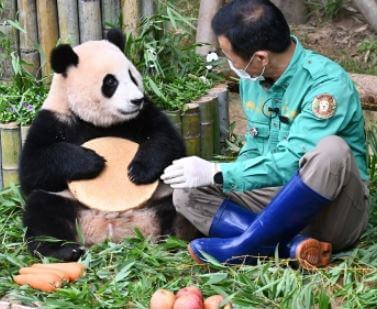 푸바오 강철원 사육사