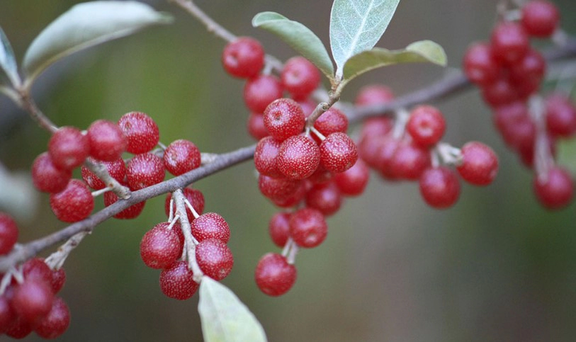 보리수열매 효능 4가지