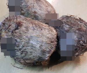 토란은 불면증에 좋은 음식