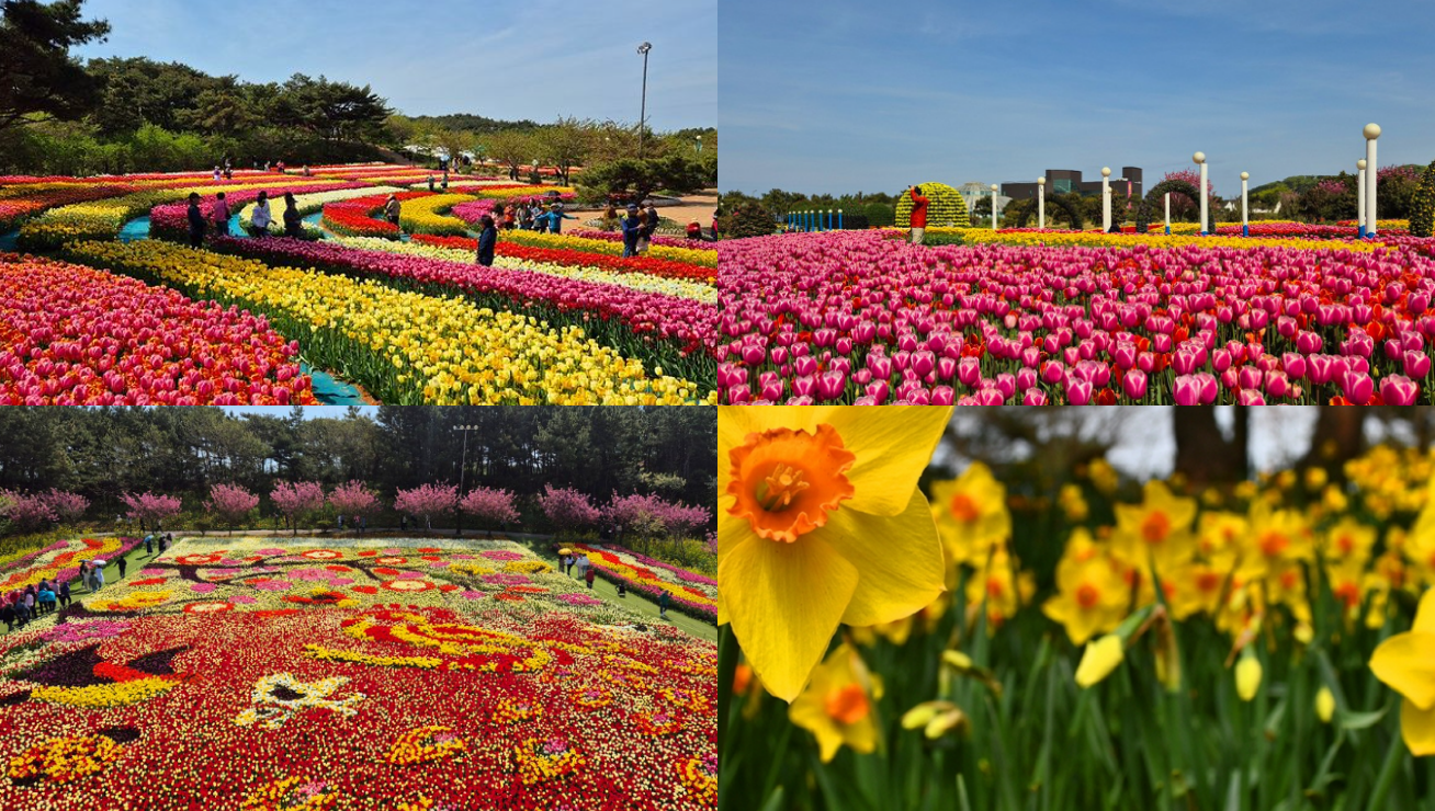 태안 튤립축제 기간