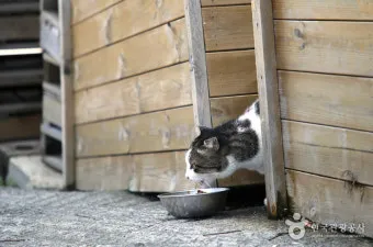 국내 고양이 마을, 청사포 고양이 마을, 봄고양이 마을_32