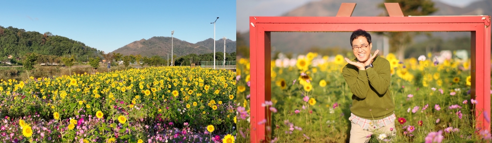 쇠외면 해바라기 꽃밭