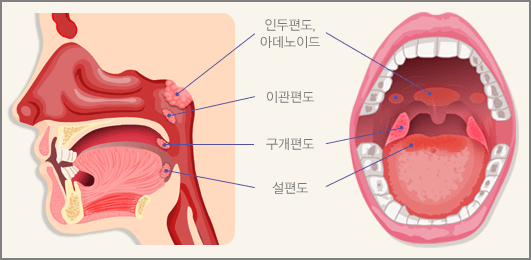 편도의 구조