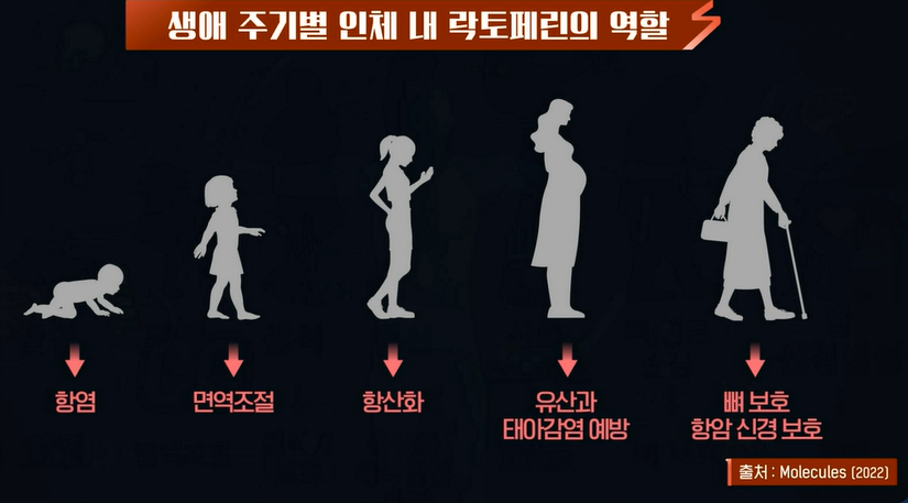 락토페린 효능