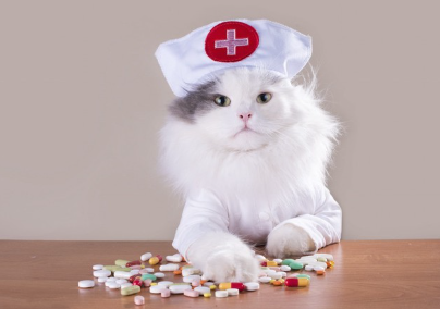 다양한 영양제와 고양이.