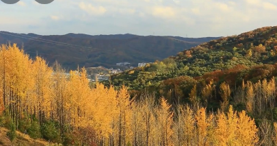 2024 에버랜드 은행나무숲산책 신청