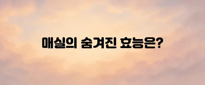 매실 효능 총정리│소화·피로회복에 좋은 전통 과일