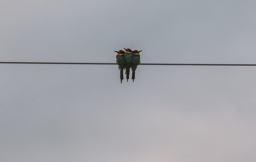 Bungee Jumping