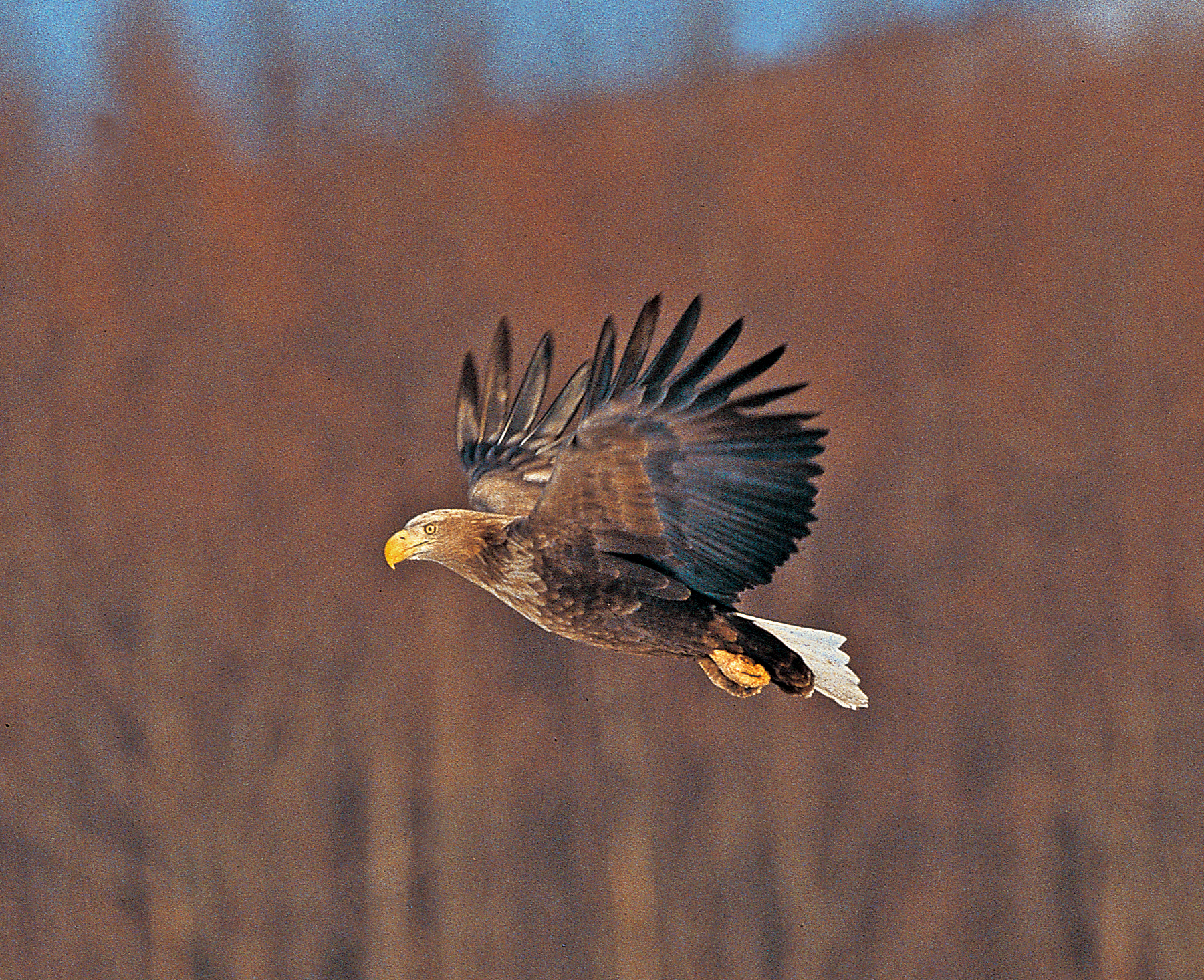 흰꼬리수리 사진