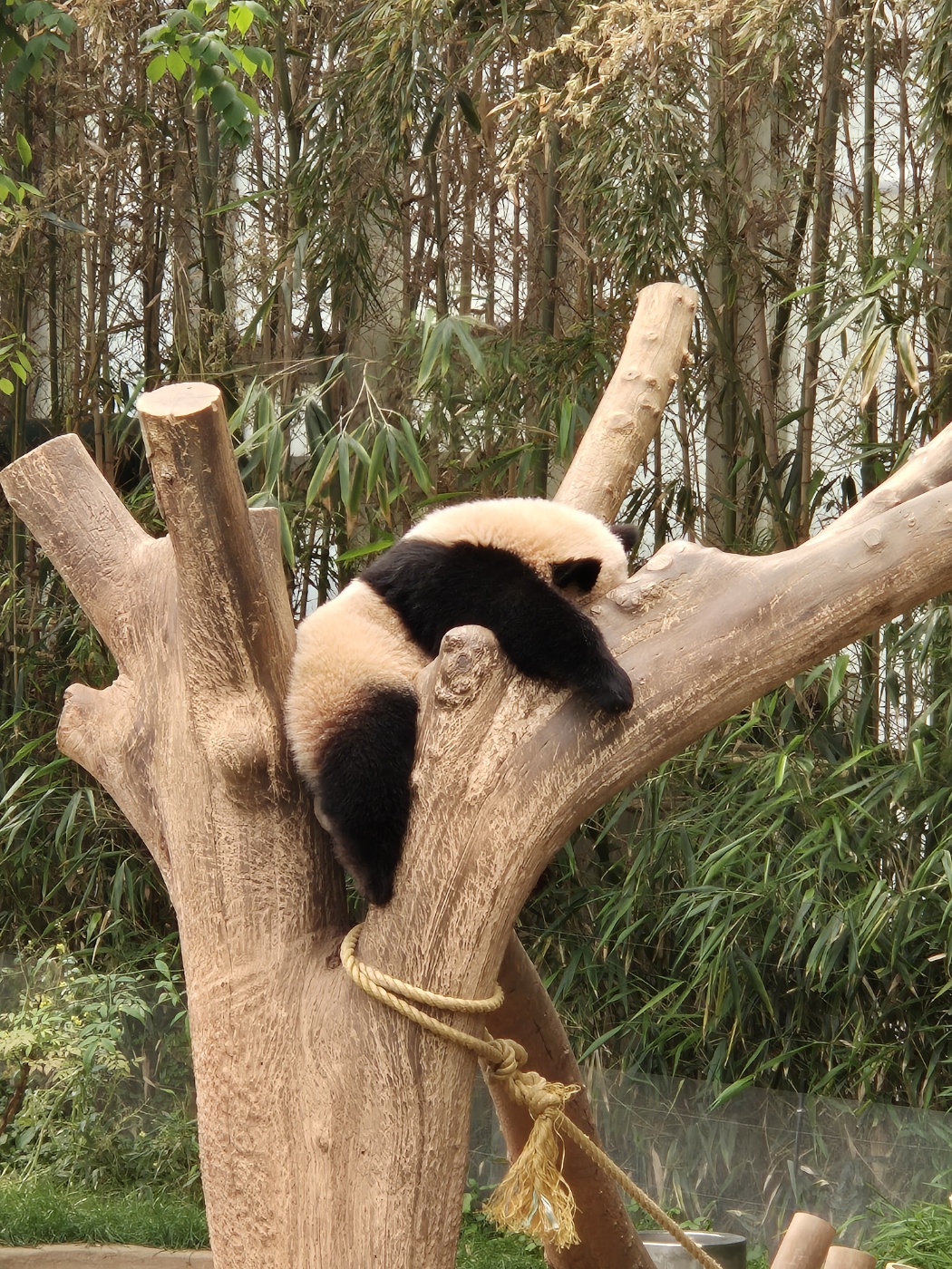 에버랜드 판다월드