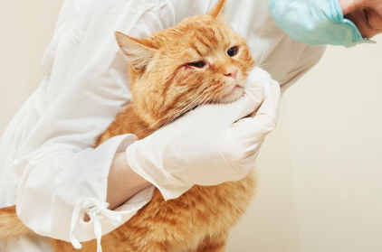 고양이 턱 케어.