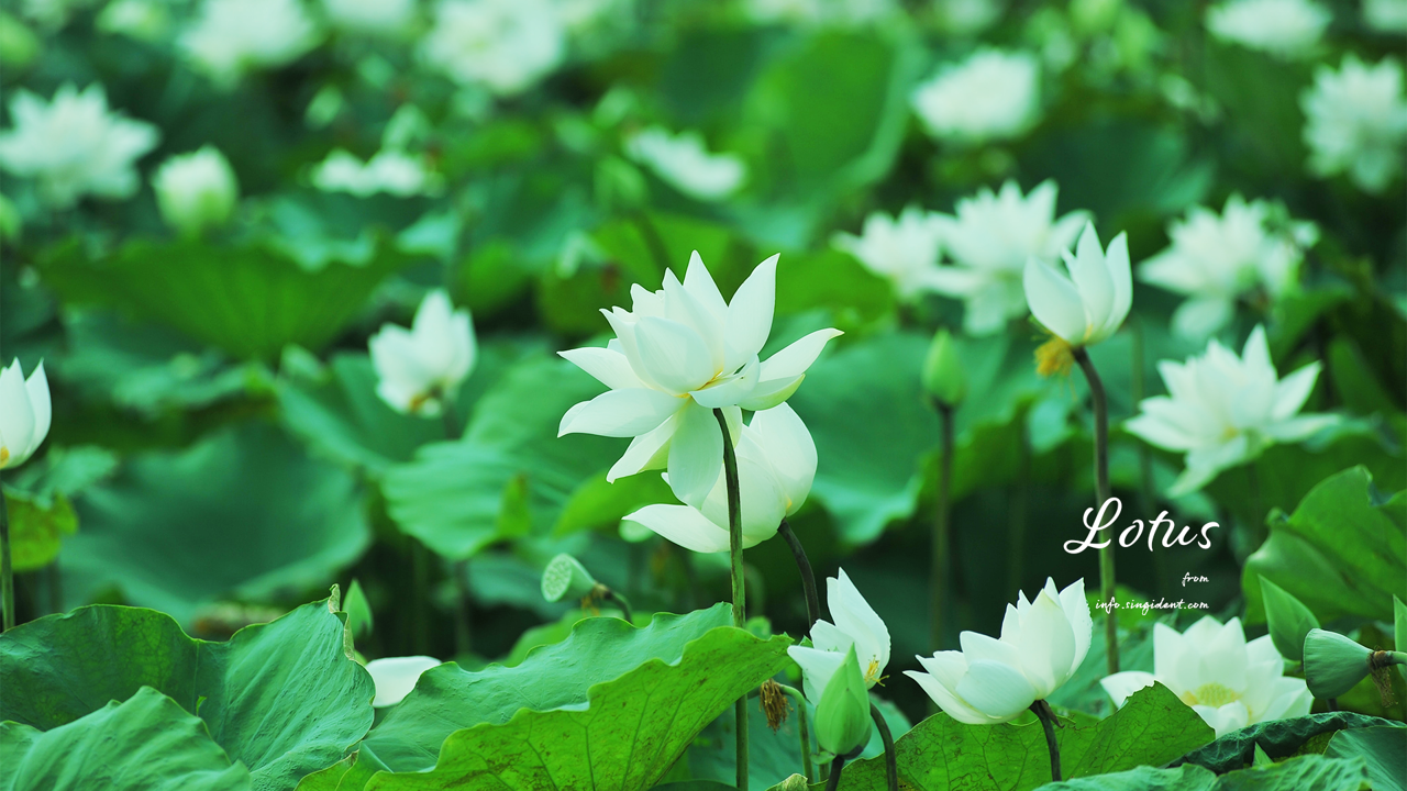 11 흰색 연꽃 C - Lotus 연꽃배경화면
