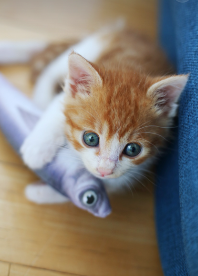 다양한 펫 종류 및 올바른 반려동물 키우기 방법