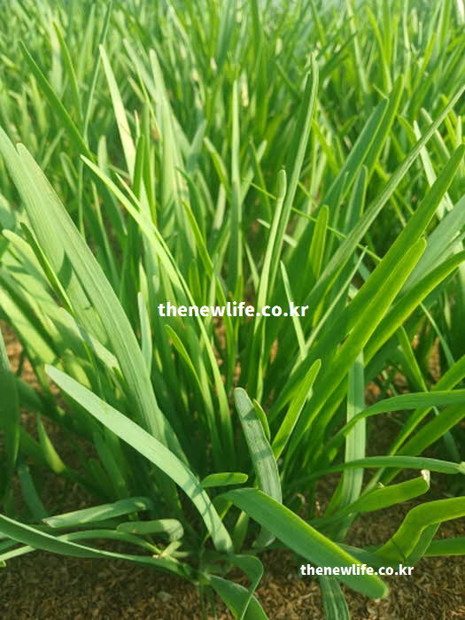 부추 효능 노화 방지 베타카로틴