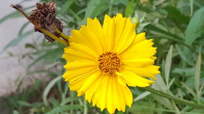 금계국 꽃 명소 생태교란종 파종시기 큰금계국 구별