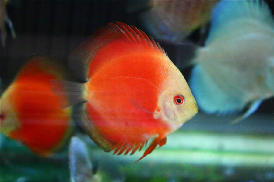 토마토 디스커스