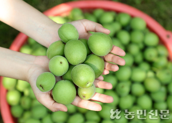 매실 수확시기 언제 황매실 청매실 따는시기 매실청 담그기 매실차 매실액 효능