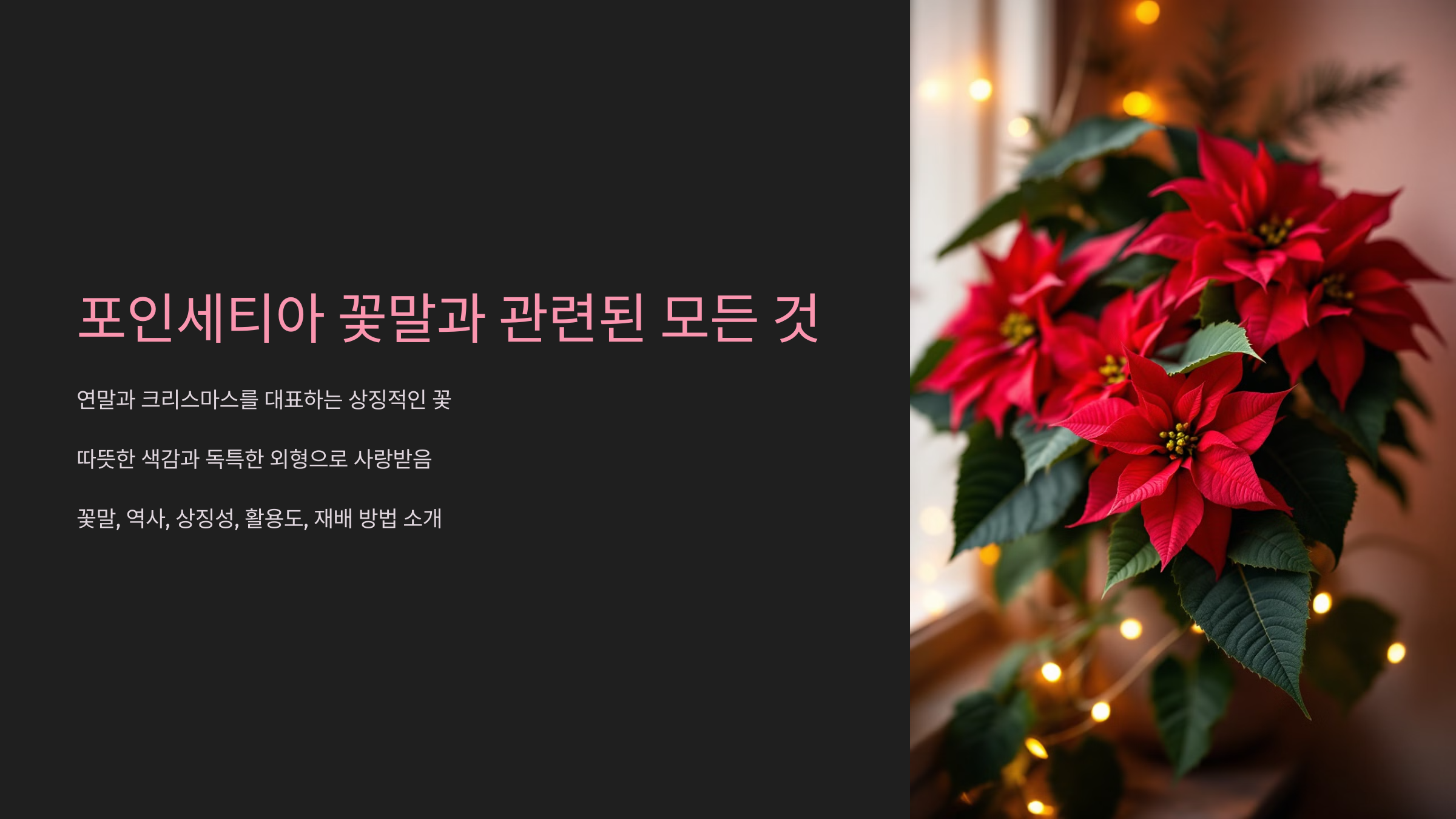포인세티아 꽃말 연말을 더욱 빛내는 특별한 의미