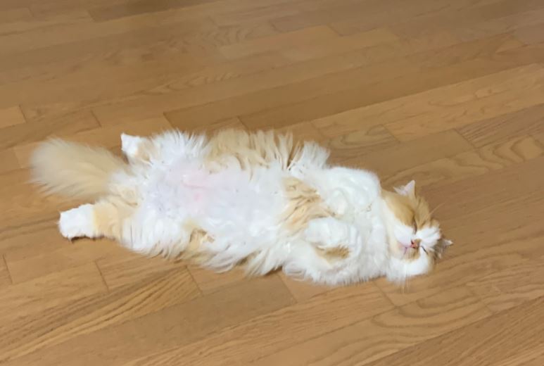 배내밀고 누워있는 고양이