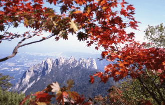 가을단풍 단풍버스 당일여행