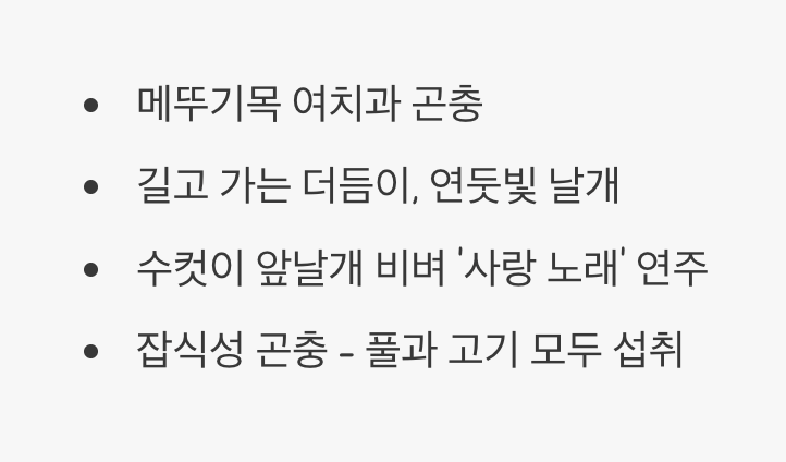 1. 풀숲의 작은 음악가, 날베짱이