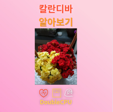 칼란디바 꽃말 및 탐구