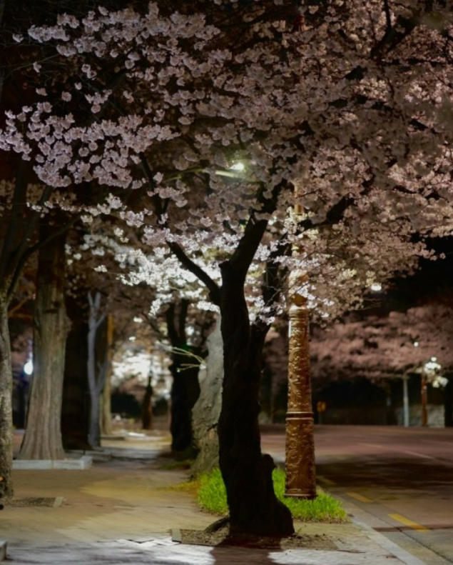 2023년 이월드 블라썸 피크닉 벚꽃 축제 정보 (2023년 벚꽃축제, 지역축제, 3월축제), 83타워, 이월드 벚꽃축제 일정, 추자정보, 요금