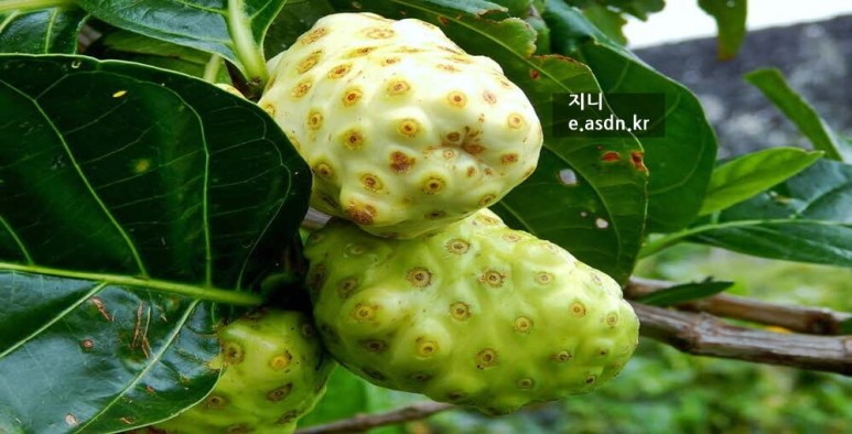 노니의 효능 10가지와 부작용 총정리...약초이야기 육십세번째