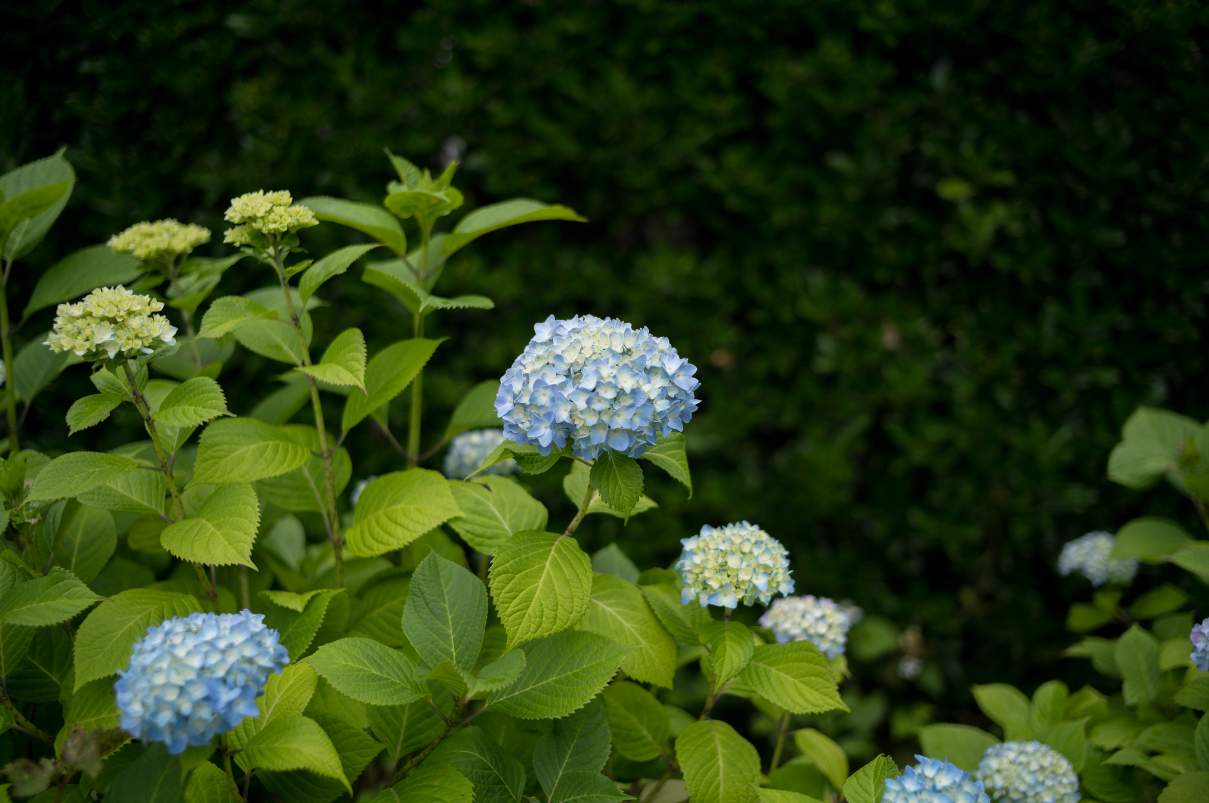 라이카 M11 + 주미크론 35mm 도쿄 츠키지 시장 스냅