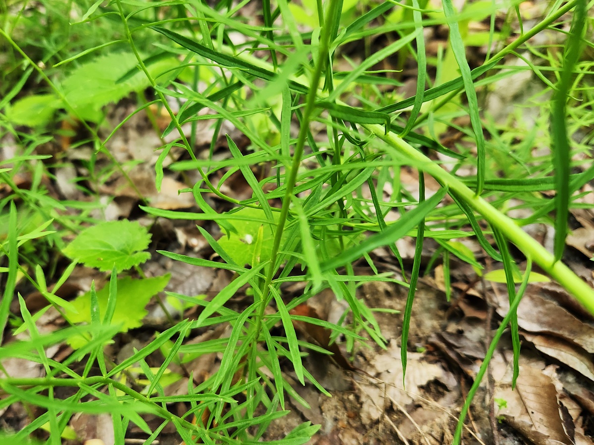 리나리아(애기금어초)