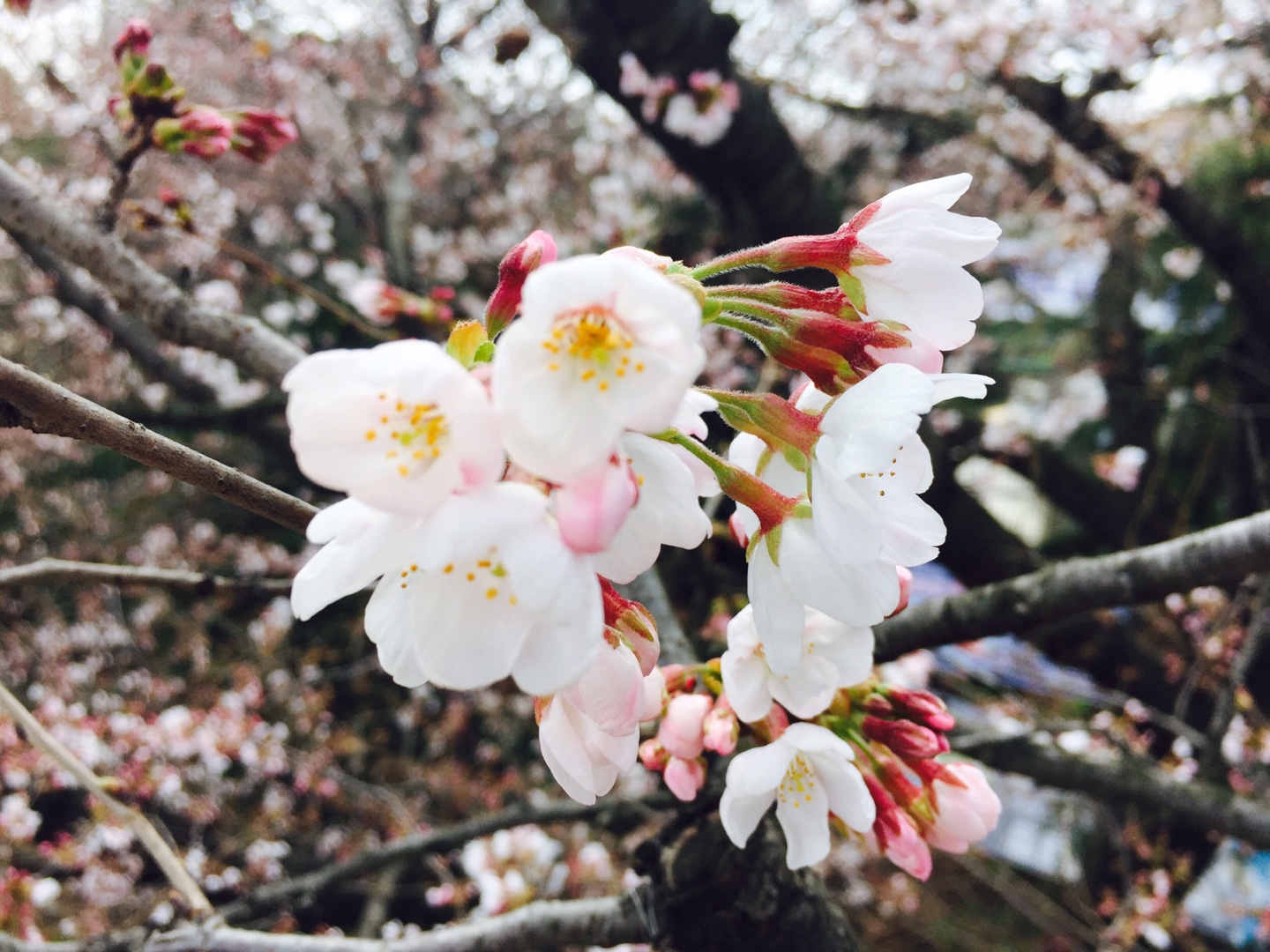 통영 벚꽃 축제 2025 봉숫골 꽃나들이